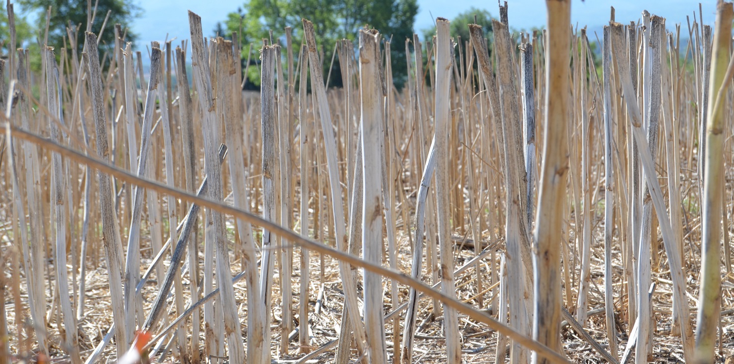 No s'ha trobat l'arxiu